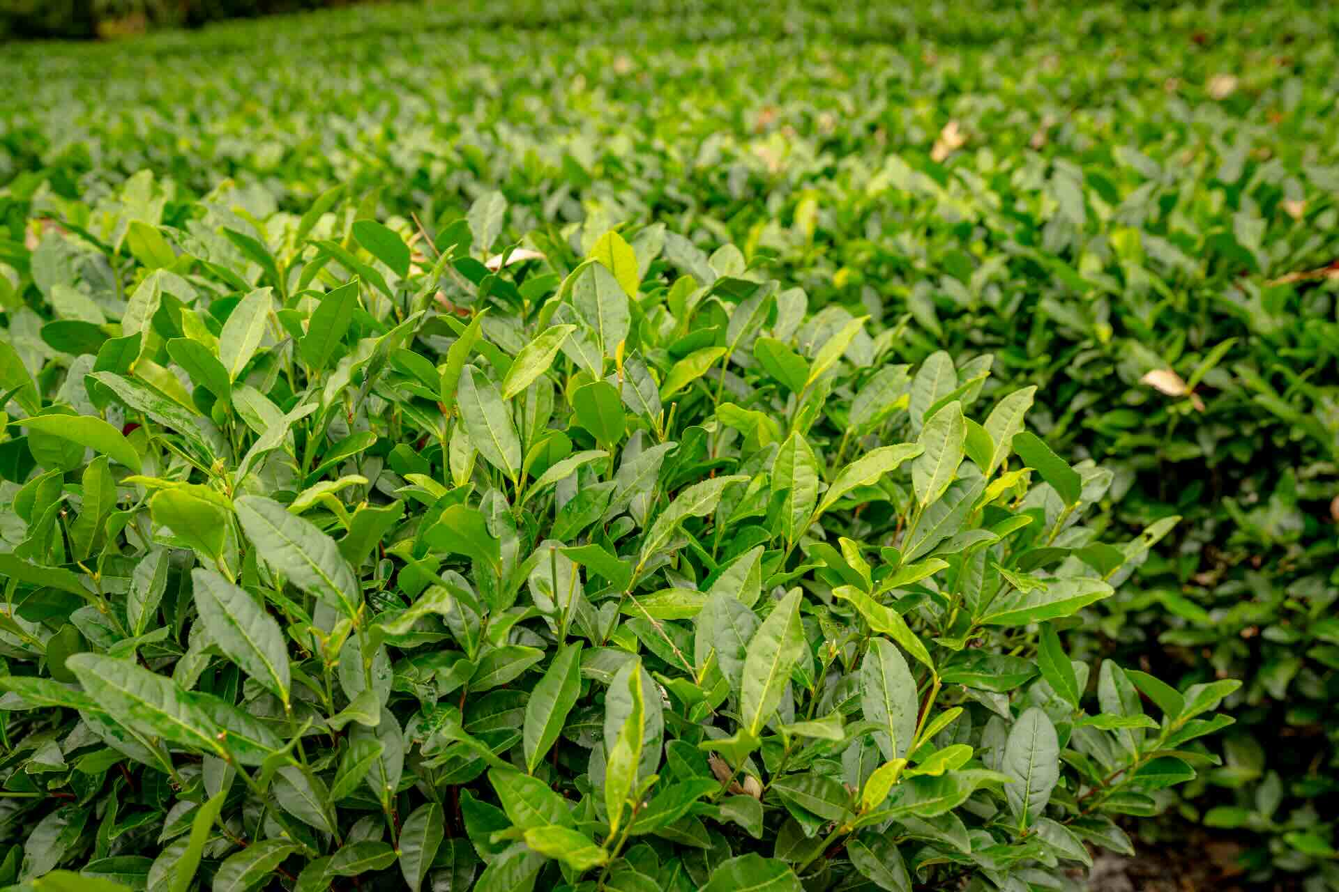 Chlorophylle dans le thé : Bienfaits, propriétés et teneur
