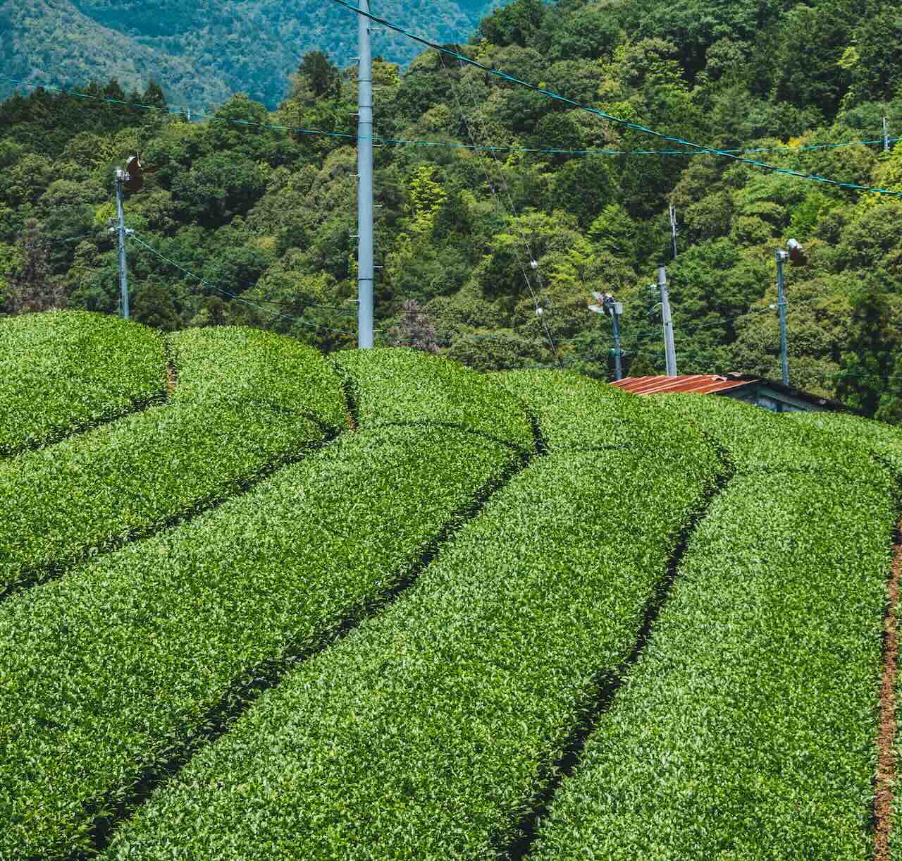 Comprendre les cultivars de thé : devenez un expert du matcha